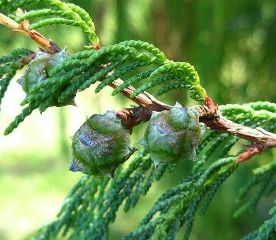 Cupressus Cashmeriana Weeping Cypress Kashmir Pine Bonsai Seeds - 30 Seeds,  Hardy Plant