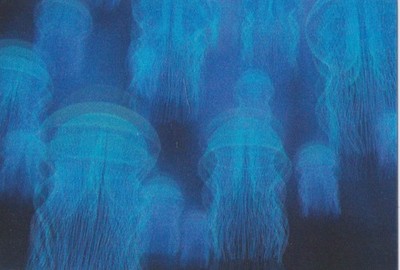 3 D / Lentikular - Wackel -Karte:  Quallen - Schwarm - Flock of Jellyfish