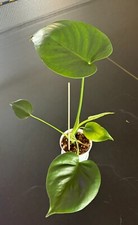 Monstera Deliciosa Swiss Cheese Live Plant in 4  Pot