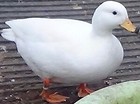 original-hatching*eggs*uk