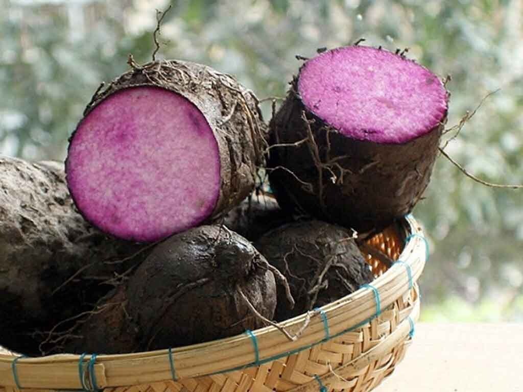 Ube Flavoring Dioscorea Alata Purple Yam (Ube) Plants - Live Tubers, 10 To  100 Count Purple Yam Tubers
