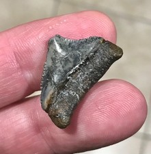 Killer Lil Posterior - B.valley - Megalodon Sharktooth Fossil Killer Lil Posterior - B.valley - Megalodon Sharktooth Fossil