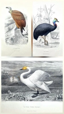 3 Gravures ancienne originale 1850 par Edouard Travies bird antique print - Photo 1/4