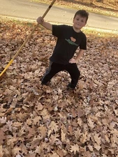 Oak, Sycamore, Maple, Magnolia STERILE LEAF LITTER  for Insects, Reptiles Etc