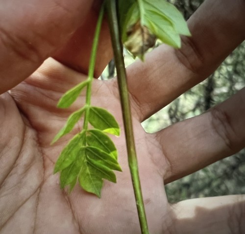 5 Seeds of Bursera medranoana In California  - Picture 2 of 2