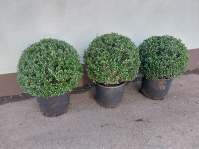 Japanische Stechpalme Ilex crenata Stokes ca.60 cm Kugel  ca 45-50 cm  Buchs | eBay.de