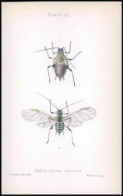 1881 Lithograph APHID Insects Beetle SIPHONOPHORA HIERACII Pupa Female (BA70)