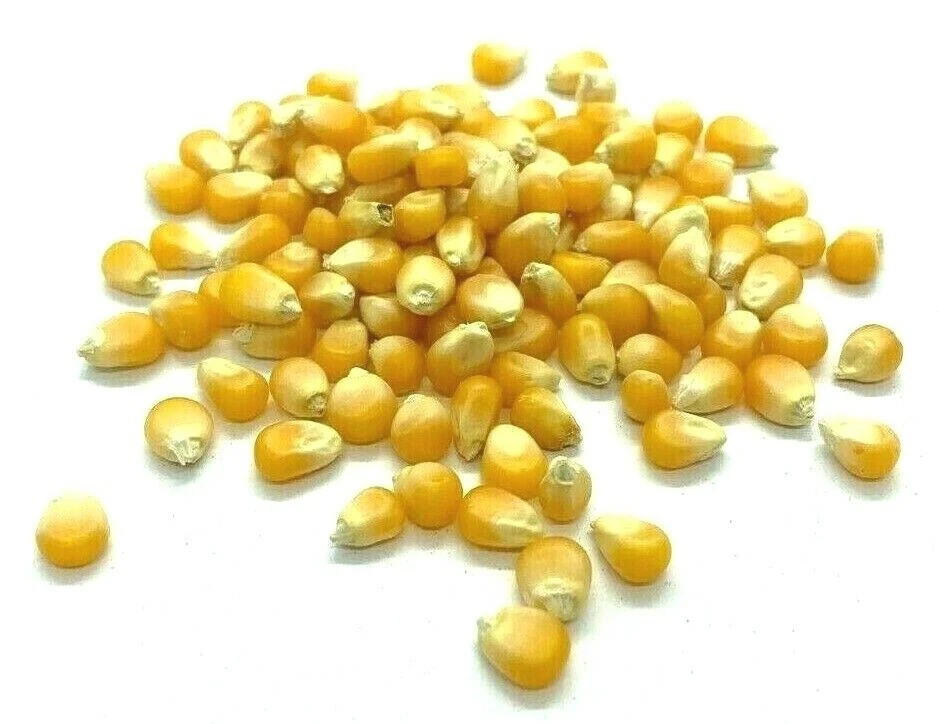 Palomitas Original Núcleos Snack Comida Semillas Orgánicas de Tierra Santa 900g Foto 2 de 4