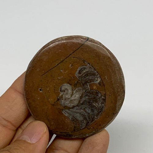 37.3g, 2.2"x2.1"x0.3", Goniatite (Button) Ammonite Polished Fossils , B30128 - Picture 5 of 13
