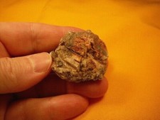 (PP502-2) 1 oz Real Fossil Crocodile croc POOP doo doo Triassic specimen Arizona