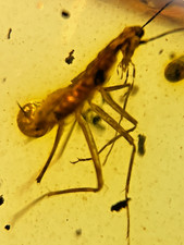 A101 BU3089 Rare Manipulator in Burmese Amber Burmite 99mya