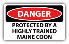 Adesivo decalcomania paraurti auto insegna Maine Coon addestrato pericolo protetto da un addestrato 6" x 4"