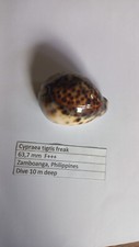 Cypraea  tigris  freak  63,7 mm  F+++