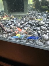 Neocaridina Shrimp - 18 Shrimp - Blacks, Blues, Greens, Reds, Rilis!!