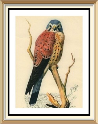 Original 79+ Jahre alte Lithographie KESTREL Vintage Vogel Kunstdruck CHARLES TUNNICLIFFE