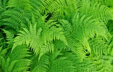 LADY FERN 1003 SPORES (SEEDS*) FILIX FEMINA, COLD HARDY, LARGE UP TO 3' TALL 