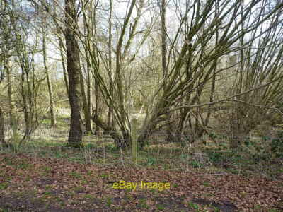 Foto 12x8 Feuchtes Buschland vor Manor Lane Shifnal auf einmal a (vermutlich l c2021