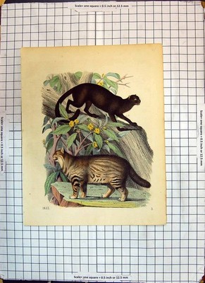 Original alter antiker Druck Farbe Tiere Wildkatzen Bäume Blumen Natur