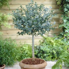 Eucalyptus Gunnii Standard, Hardy Plant, Evergreen Tree, 60-100cm, 2L Pot