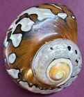 Huge  Turbo Shell Brown and Mother of pearl, perfect collectible specimen. — photo 5