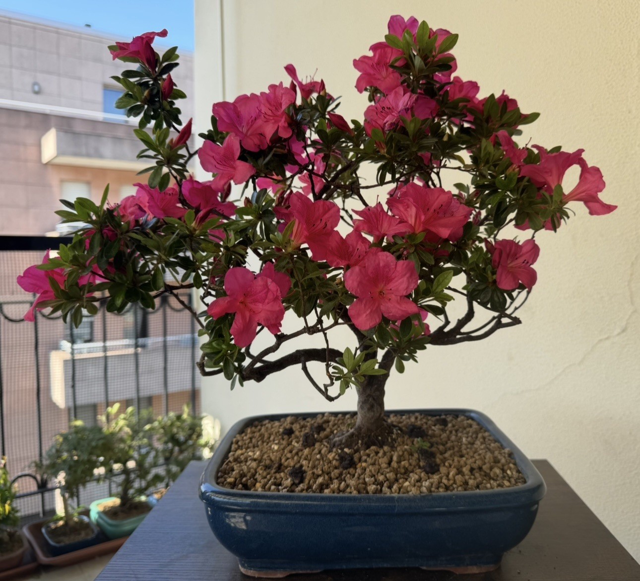 Bonsai di Azalea Satsuki