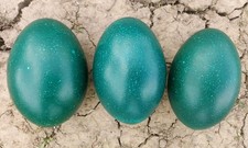 Freshly Laid Blown Emu Egg For Use In Crafts, Painting & Display