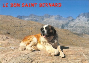 Details About Bt9243 Le Bon Saint Bernard France Dog Chien Animal Animaux - 