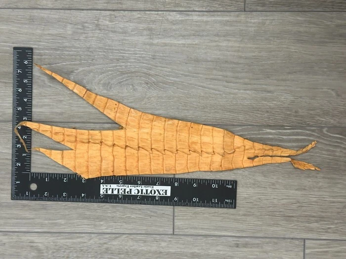 Orange Genuine Crocodile Belly Tail Hide Leather Skin real alligator Croc 351 - Изображение 2 из 4