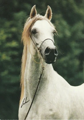 Arabian horse, Amoun, postcard - image 1 of 2