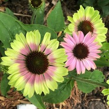 Gold Medal 1st year blooming Cheyenne Echinacea 2025 NEW mixed 14 seeds 3.00 x1