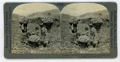 IGORROTE GIRLS GATHERING SWEET POTATOES Philippines Stereoview 10063 p50