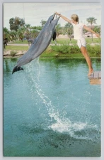 Florida Feeding the Dolphin, High Jump, Sugar Loaf Lodge FL Postcard Ad