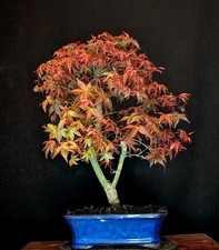 BONSAI JAPANISCHER ROTER FÄCHERAHORN ACER PALMATUM "DESHOJO" OUTDOOR