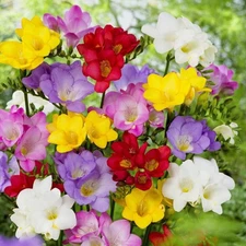 Easy to Grow Freesia Singles Mix 15 Plant Bulbs, Fragrant Spring Flowers