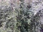 Artemisia Vulgaris  (Mugwort) 50 seeds