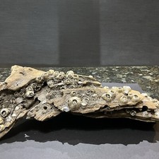 Driftwood/Terrarium/Home Decor