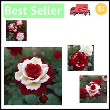 Captivating Twin Rose Seeds: 20 Rare Red White Heirloom Flowers to Grow