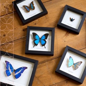 Giant Saturn Moth In Baroque Style Frame (Salassa thespis)
