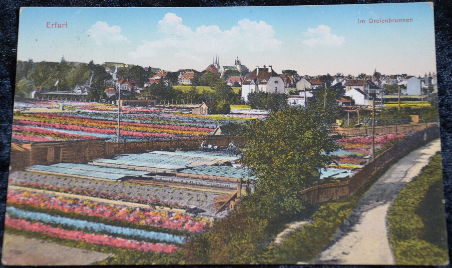 57425 AK Campos De Flores Erfurt En La Fuente Triple