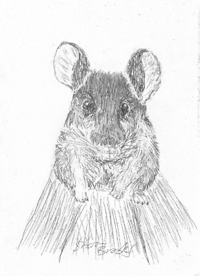 Chinchilla Bleistiftskizze von Sharon Louise Brooks