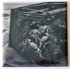 Crabs in a Trap FRIDGE MAGNET