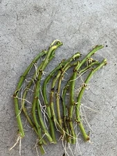 10 White Sweet Potato Slips Cutting Vine With Roots Ready To Plant