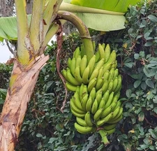 1 Gros Michel Banana Plant Starter Plug