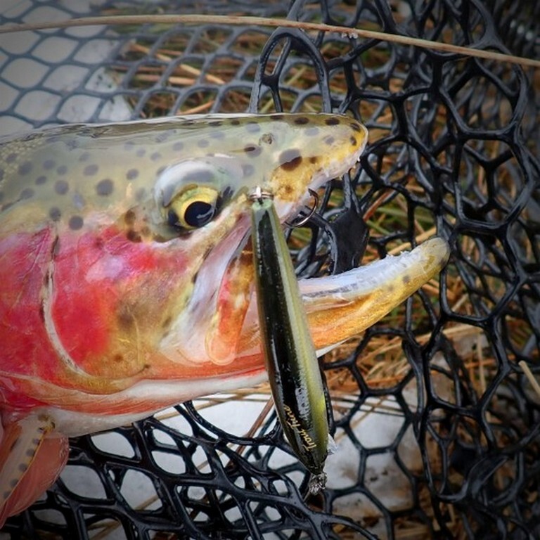 Jackson Trout Tune 55S, Fishing, Japan Wobbler, Bait, Trout Jackson Trout Tune 55S, Fishing, Japan Wobbler, Bait, Trout