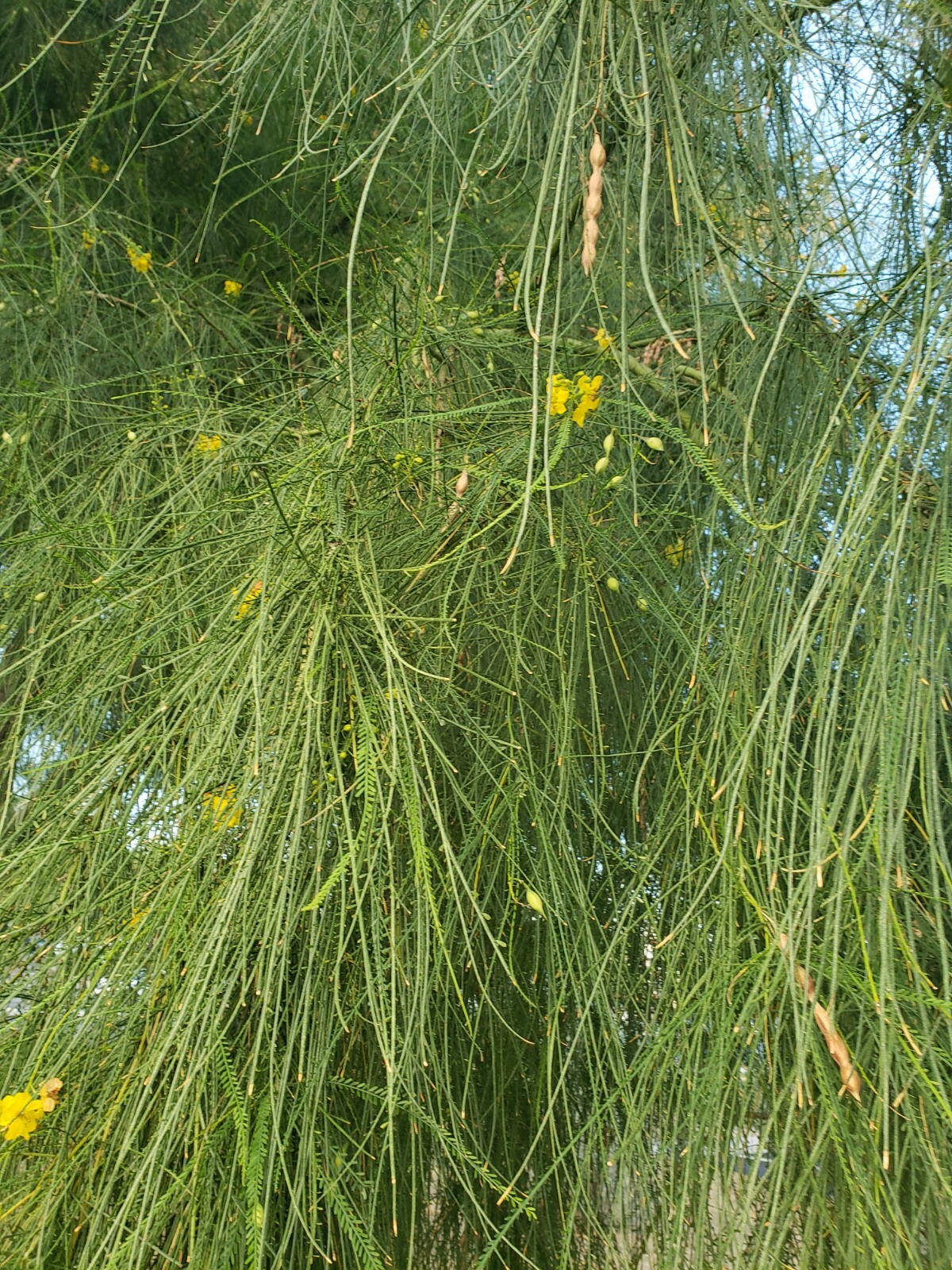 Foothill Palo Verde Jerusalem Thorns, 25+ Seeds (026B) eBay