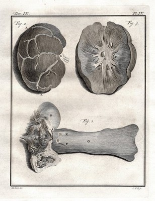 Lion Lion anatomy guts intestines anatomy engraving copperplate Buffon 1780