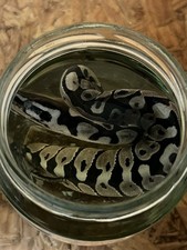 Wet Specimen - Royal (ball) Python - Juvenile Young  - Snake - Unusual Taxidermy