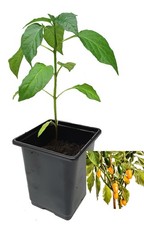 Chilli Plants by CHILLIESontheWEB
