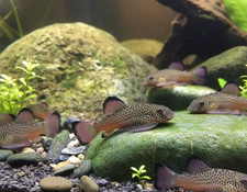 Rare Limited - Pack of 2 - Spotted Purple Fin Hillstream Loach Algae Eater