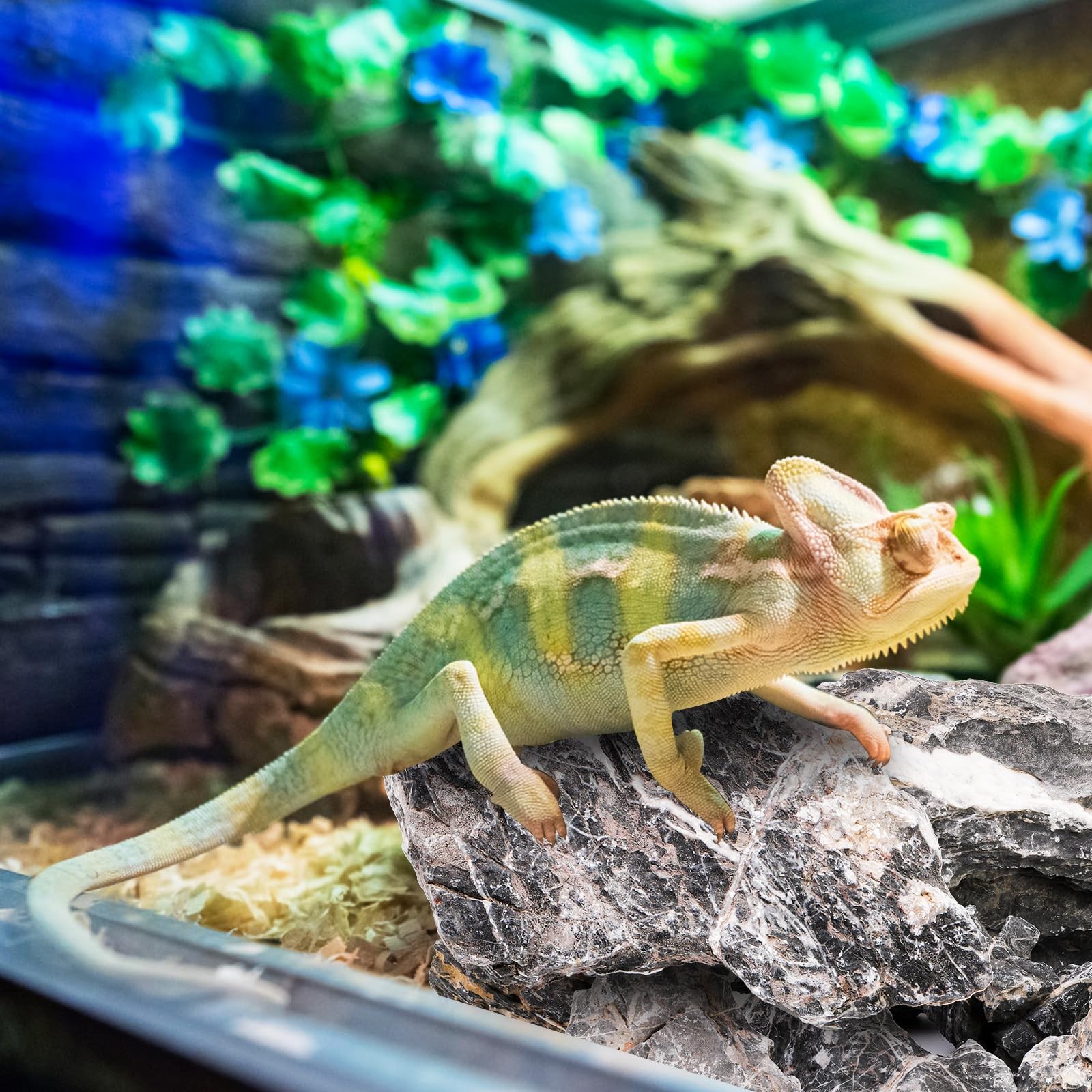 Best 12lb Seiryu Stone Aquarium Rocks for Terrariums, Paludarium, Vivariums